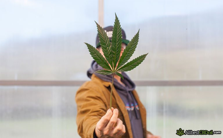 How long does CBD last: a man holding big cannabis leaf How long does CBD last: a man holding big cannabis leaf